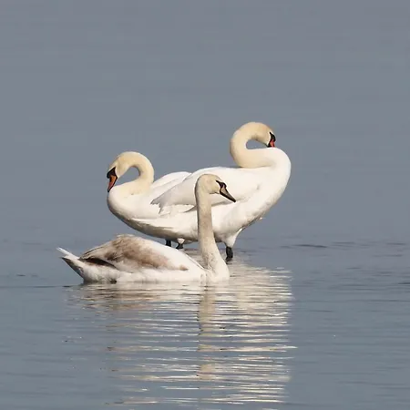Am Felde Groß Schwansee
